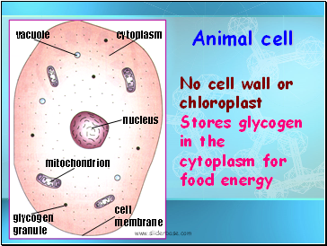 mitochondrion