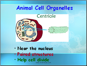 Animal Cell Organelles