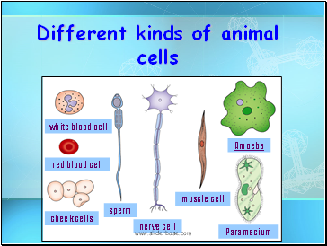 Different kinds of animal cells