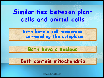 Similarities between plant cells and animal cells