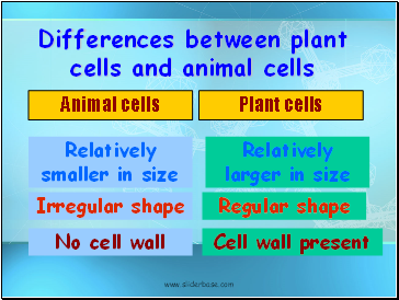 Differences between plant cells and animal cells