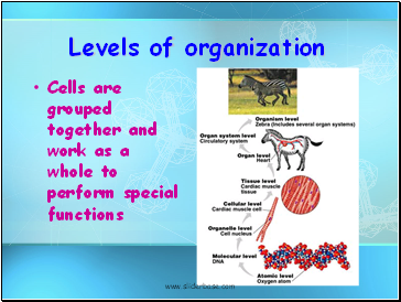 Levels of organization