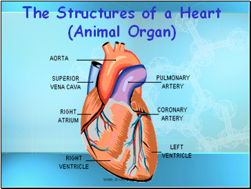 The Structures of a Heart (Animal Organ)
