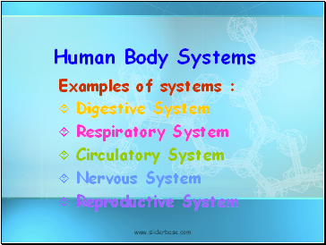 Human Body Systems