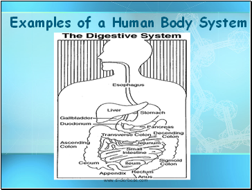 Examples of a Human Body System