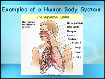 Examples of a Human Body System