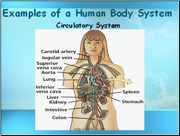 Examples of a Human Body System