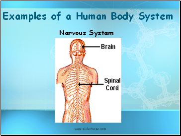 Examples of a Human Body System