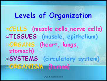 Levels of Organization