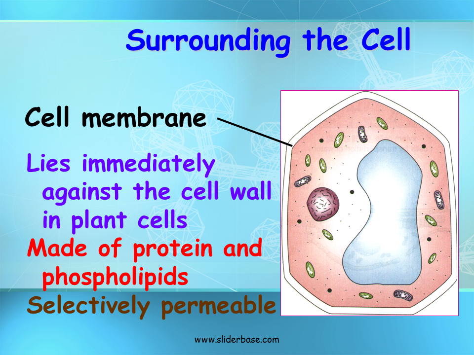 Cell Membranes. Cells are surrounded by a membrane: the cell