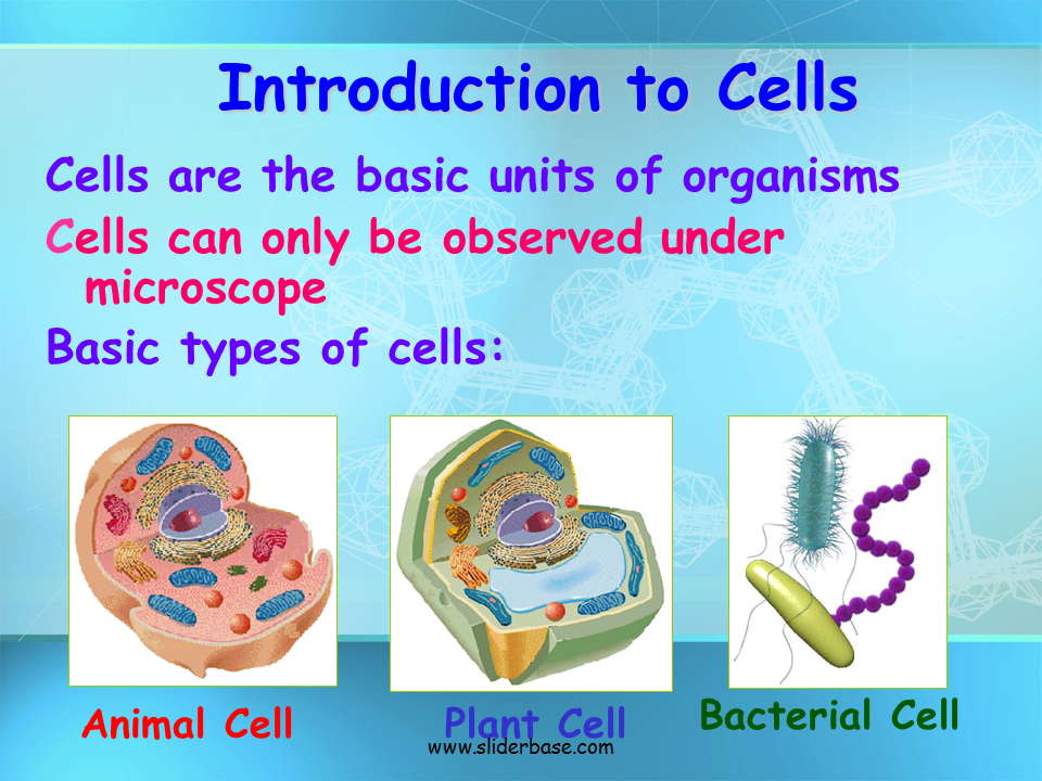 Basic Structure of a Cell - Presentation Biology