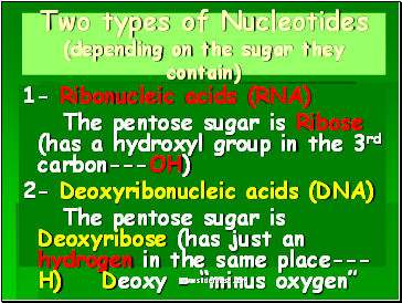 Two types of Nucleotides (depending on the sugar they contain)