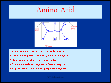 Amino Acid