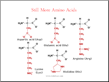 Still More Amino Acids
