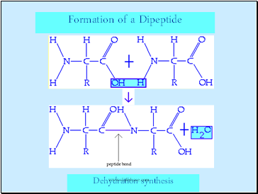 Formation of a Dipeptide