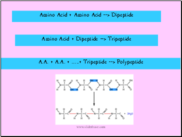 Amino Acid + Amino Acid --> Dipeptide