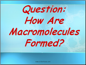 Question: How Are Macromolecules Formed?