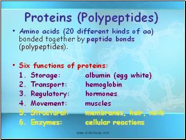 Proteins (Polypeptides)