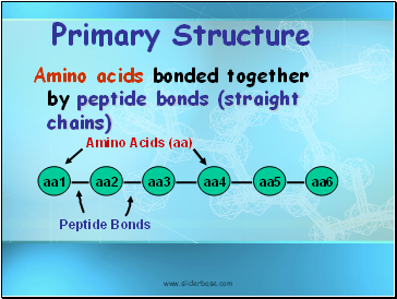 Primary Structure