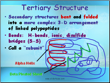 Tertiary Structure