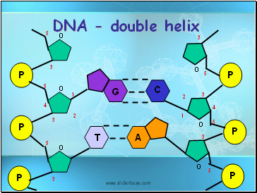 DNA - double helix