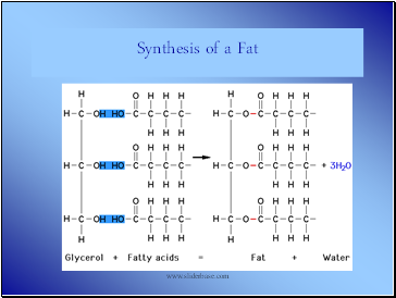 Synthesis of a Fat