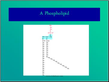 A Phospholipid