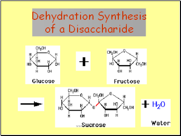 Dehydration Synthesis