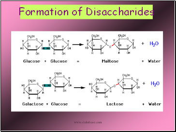 Formation of Disaccharides