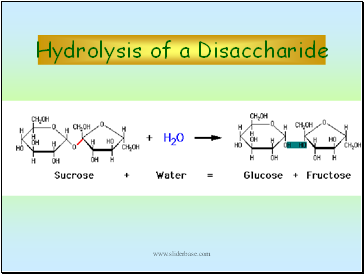Hydrolysis of a Disaccharide