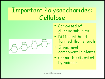 Important Polysaccharides: Cellulose