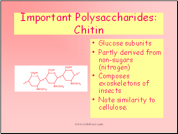 Important Polysaccharides: Chitin