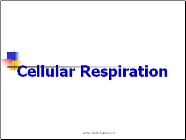 Cellular Respiration