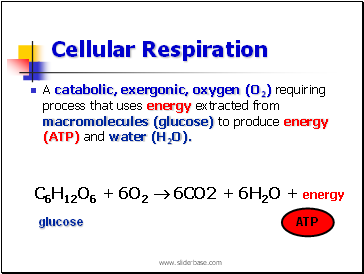 Cellular Respiration