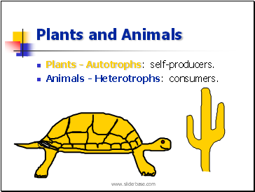 Plants and Animals