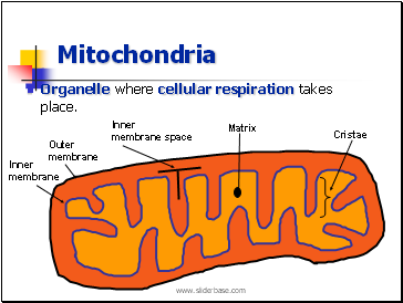 Mitochondria