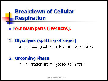 Breakdown of Cellular Respiration