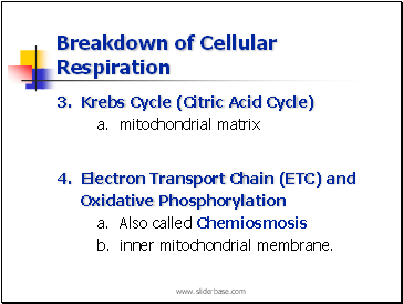 Breakdown of Cellular Respiration