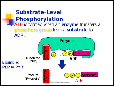 Substrate-Level Phosphorylation