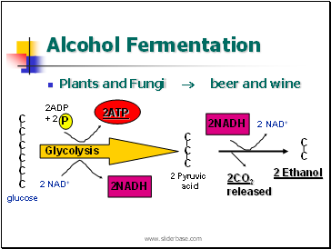 Alcohol Fermentation