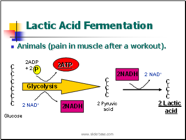 Lactic Acid Fermentation