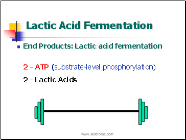 Lactic Acid Fermentation