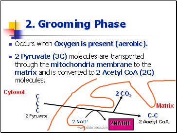 2. Grooming Phase
