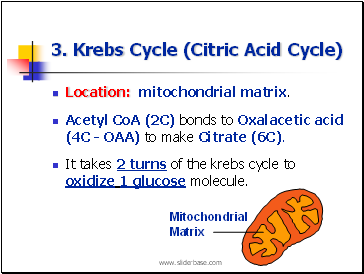 3. Krebs Cycle (Citric Acid Cycle)