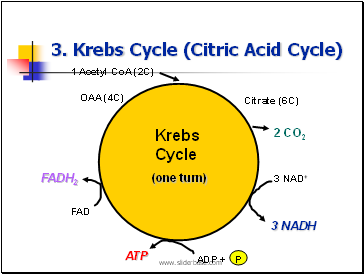 3. Krebs Cycle (Citric Acid Cycle)