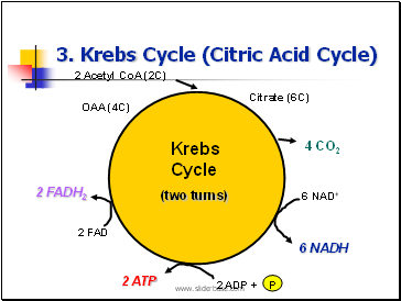 3. Krebs Cycle (Citric Acid Cycle)