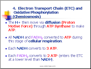4. Electron Transport Chain (ETC) and Oxidative Phosphorylation (Chemiosmosis)