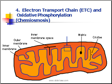 4. Electron Transport Chain (ETC) and Oxidative Phosphorylation (Chemiosmosis)