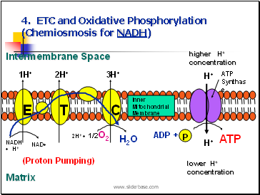 4. ETC and Oxidative Phosphorylation (Chemiosmosis for NADH)