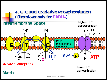 4. ETC and Oxidative Phosphorylation (Chemiosmosis for FADH2)